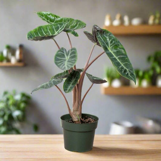 Alocasia Pink Dragon