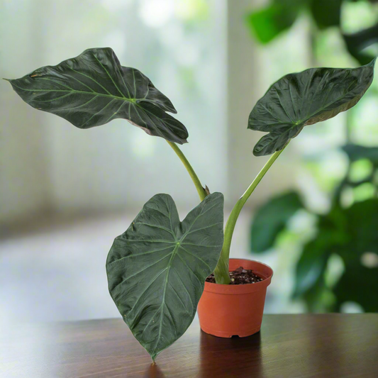 Alocasia 'Regal Shields'