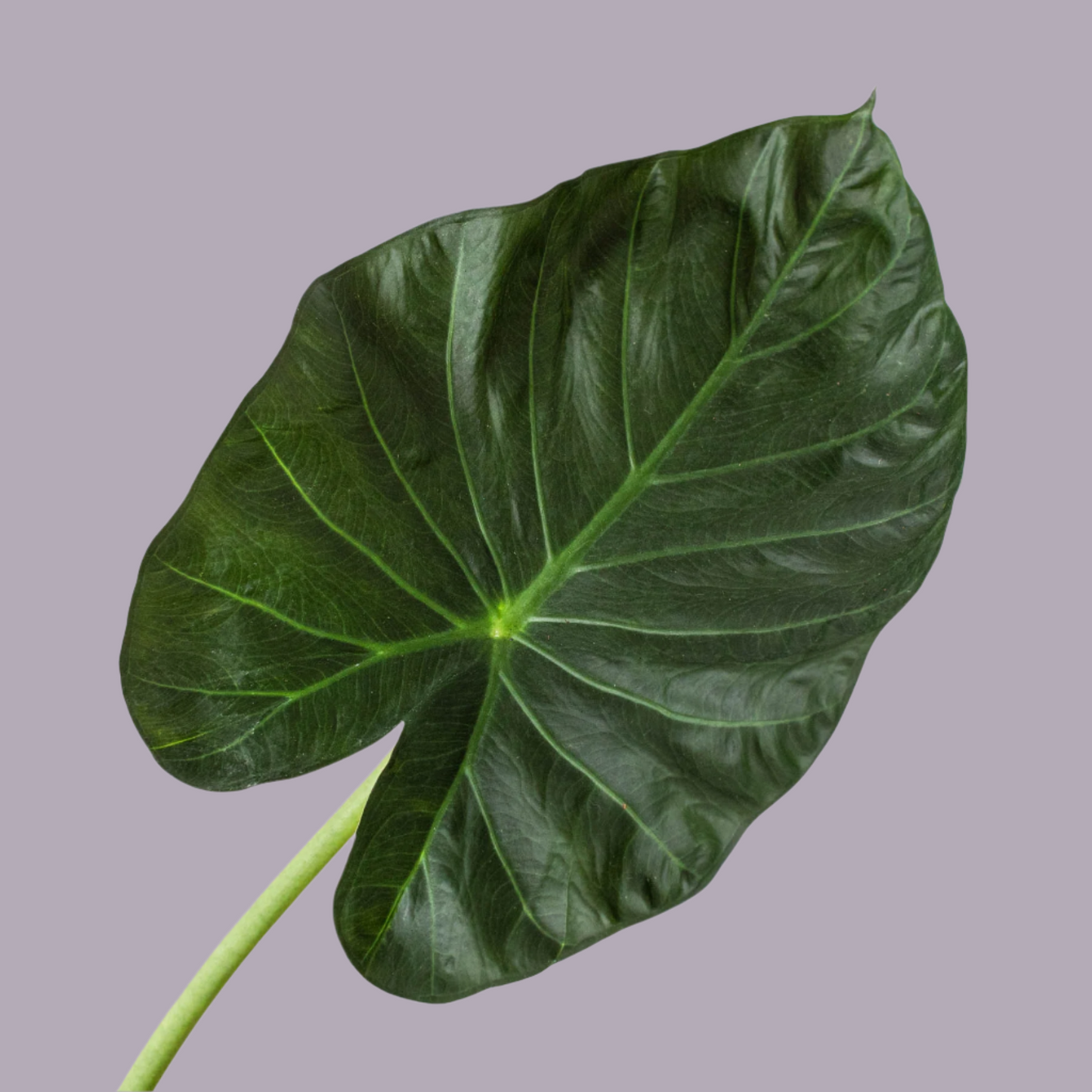Alocasia 'Regal Shields'