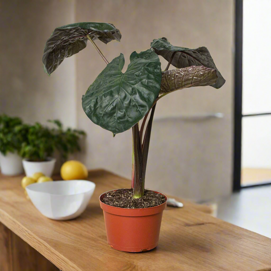 Alocasia 'Serendipity'