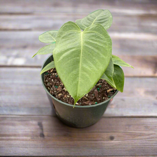 Anthurium 'Veitchii'