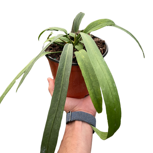 Rare & Collectable Plants