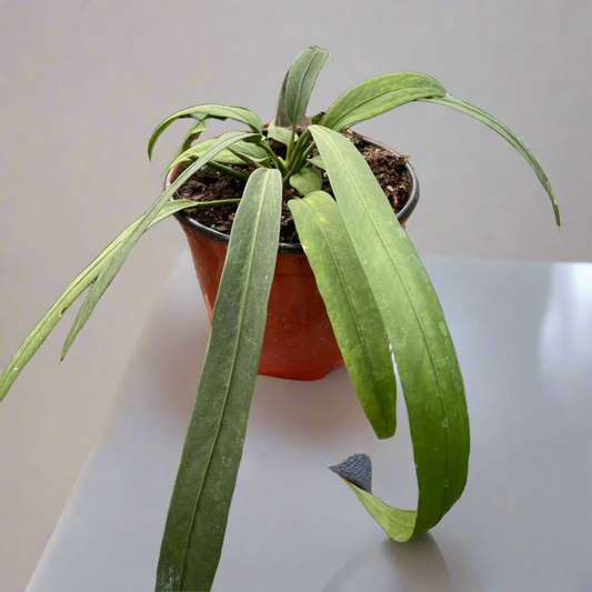 Anthurium 'Vittarifolium'