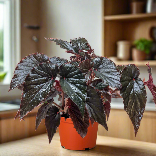 Begonia 'Black Magic'