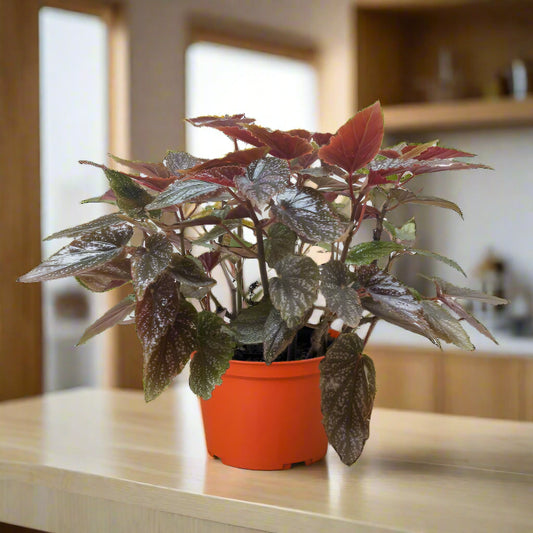 Begonia 'Corallina'