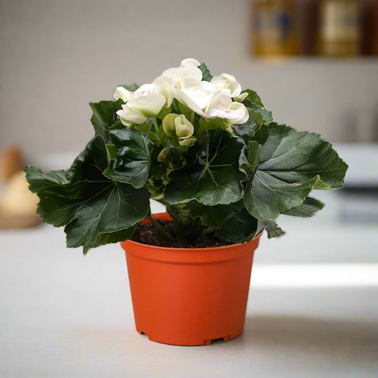 Begonia 'Reiger'