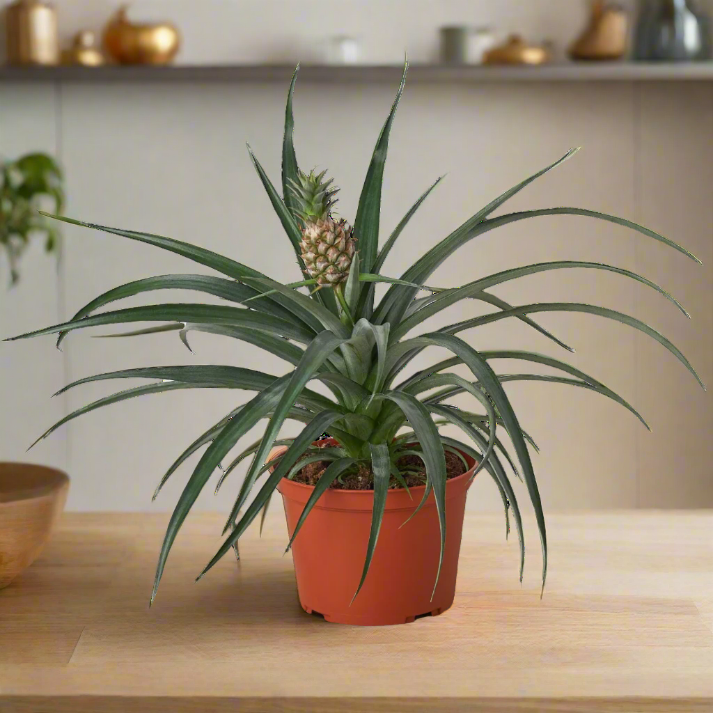 Bromeliad 'Yellow Pineapple' - 6" Pot