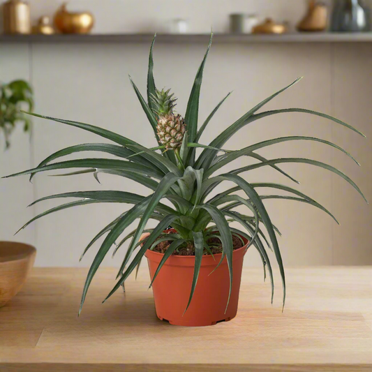 Bromeliad 'Yellow Pineapple' - 6" Pot