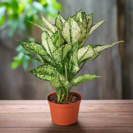 Chinese Evergreen 'First Diamond'