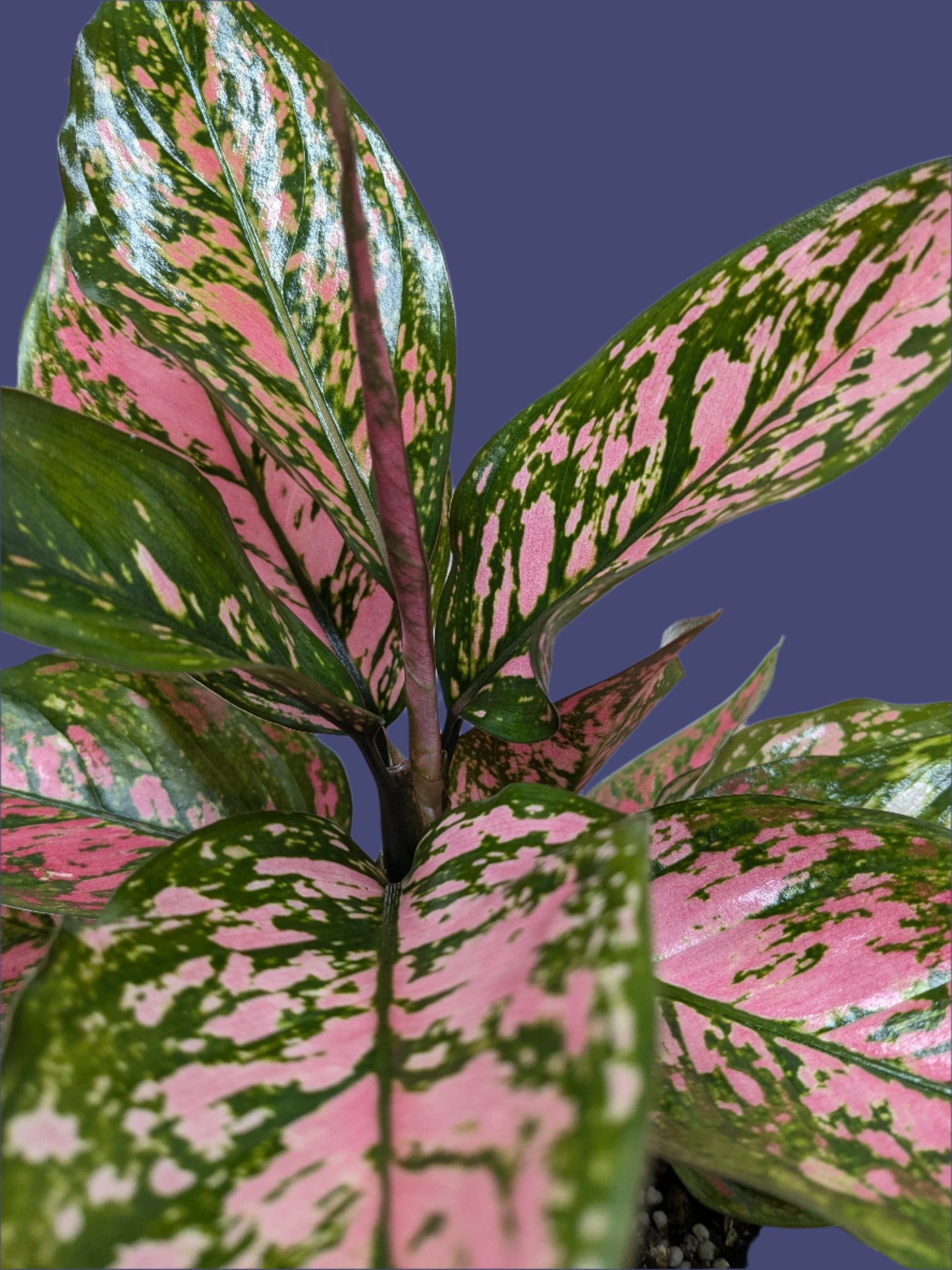Chinese Evergreen 'Wishes'