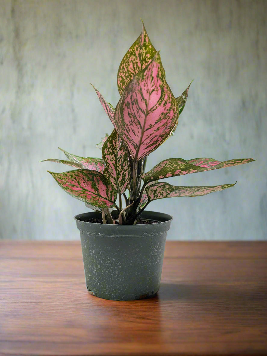 Chinese Evergreen 'Wishes'