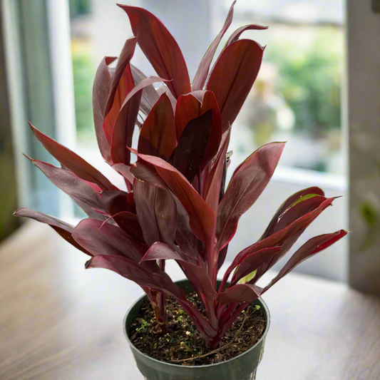 Cordyline 'Calypso Queen'