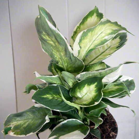 Dieffenbachia 'Cool Beauty'