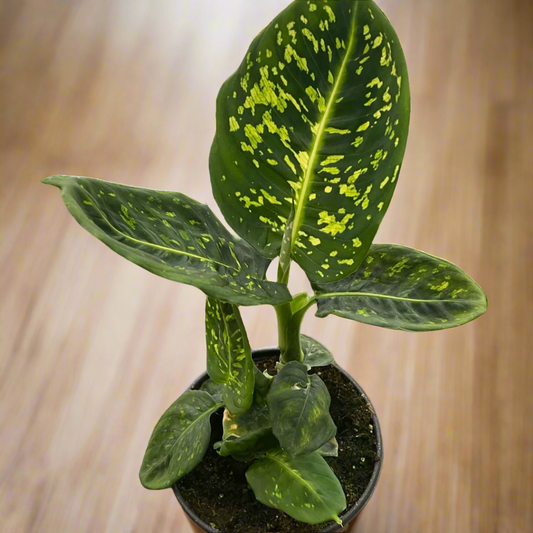 Dieffenbachia 'Reflector'