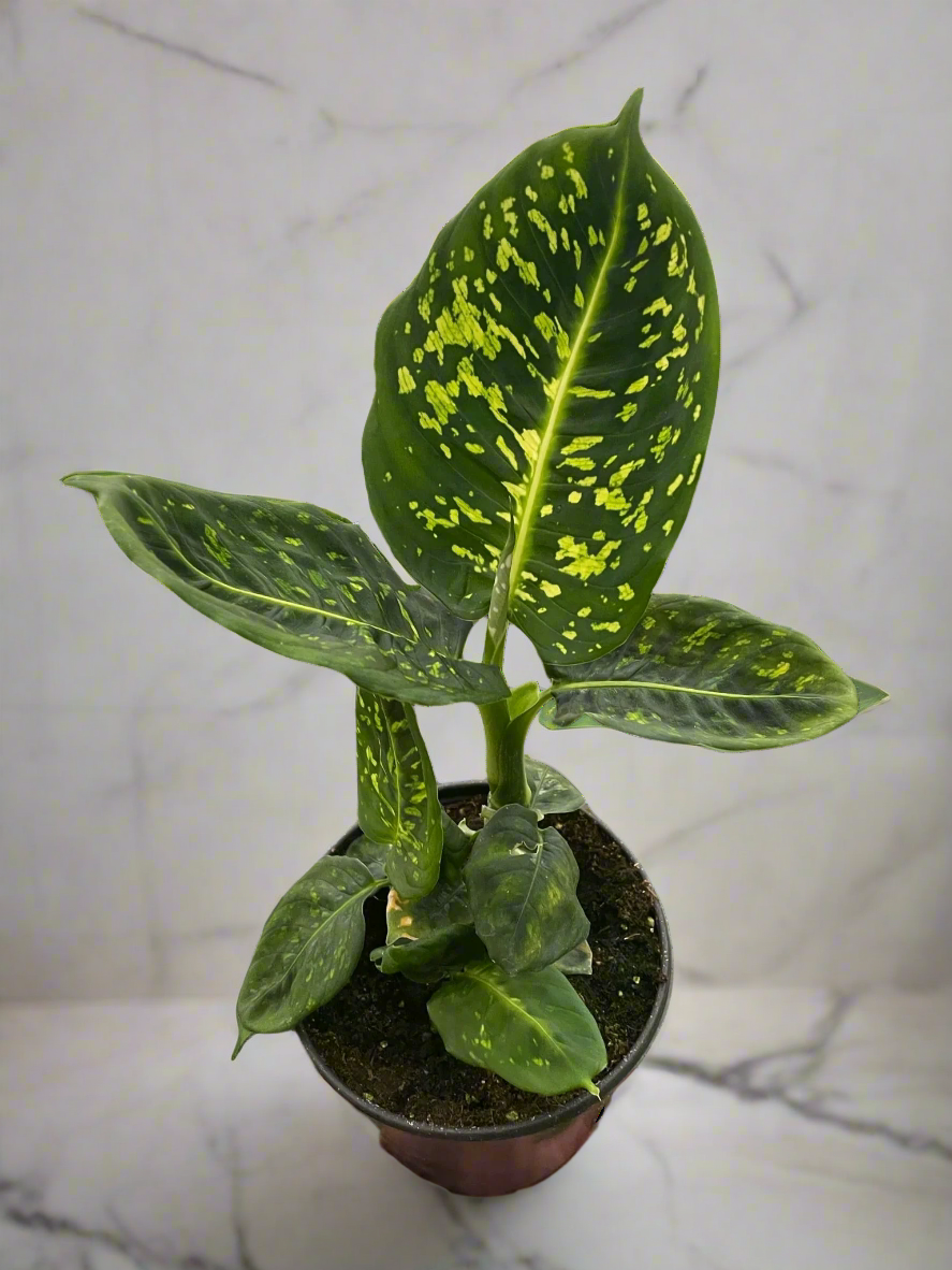 Dieffenbachia 'Reflector'
