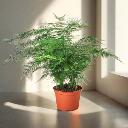 Fern 'Asparagus'