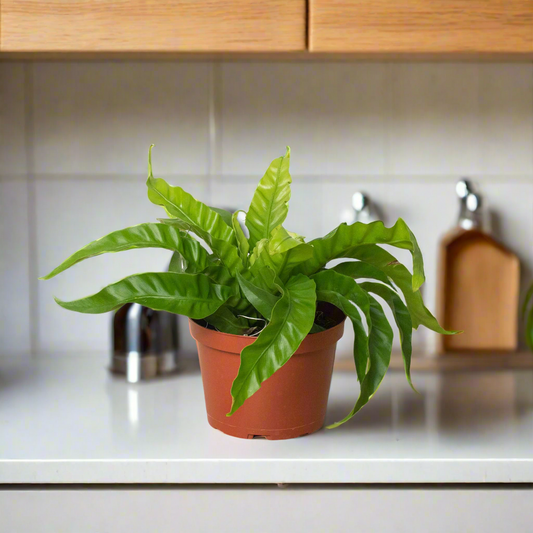 Fern 'Bird's Nest Hurricane'