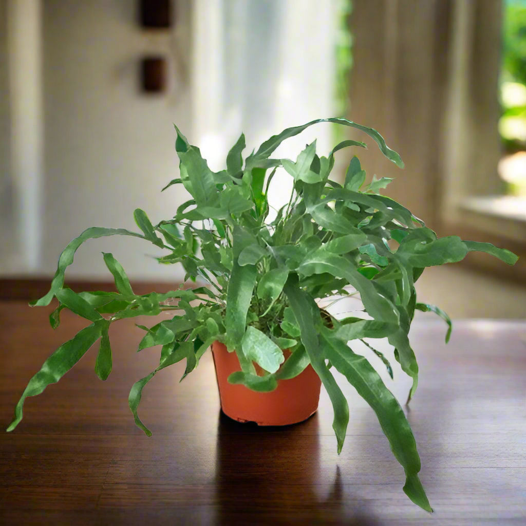 Fern 'Blue Star'