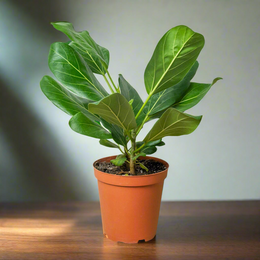 Ficus 'Audrey'