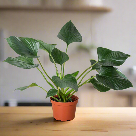 Homalomena 'Emerald Gem'