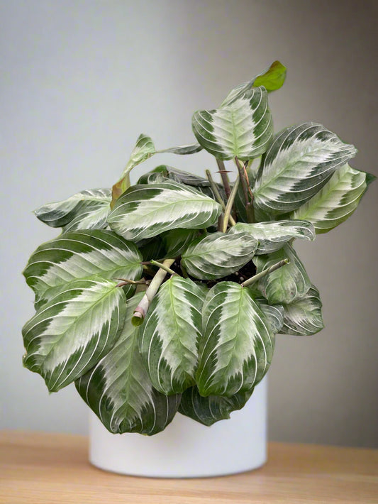 Maranta 'Silver Band'