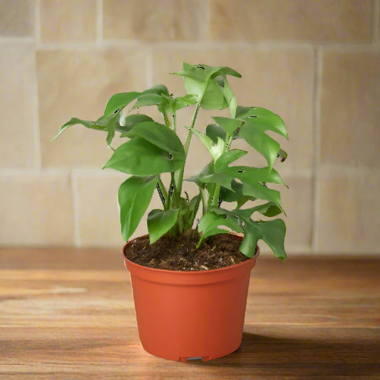 Philodendron Mini Monstera Minima
