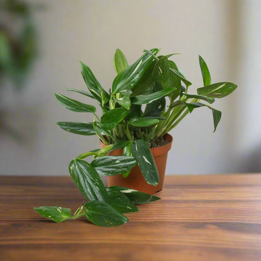 Monstera 'Standeleyana Albo Variegated'