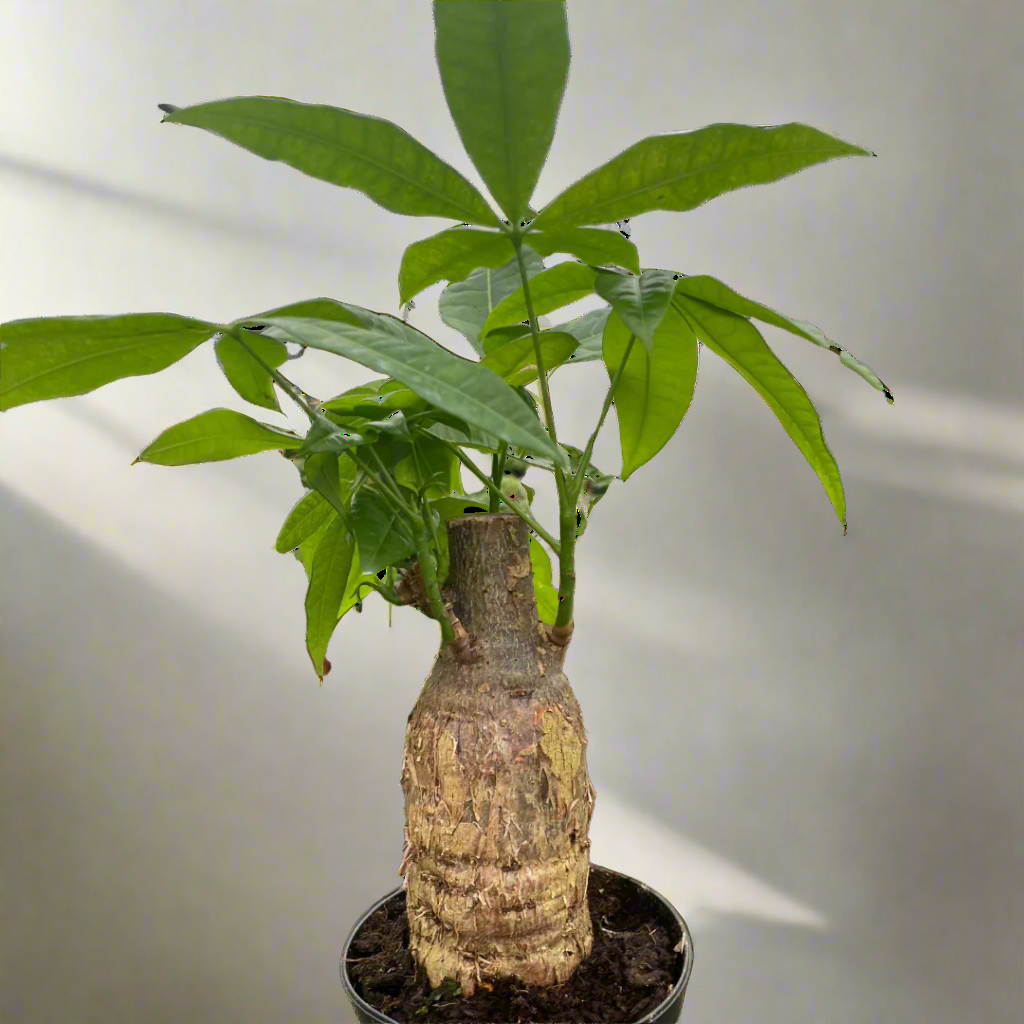 Money Tree 'Guiana Chestnut' Pachira Stump