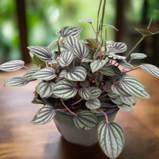 Peperomia 'Picollo Banda'
