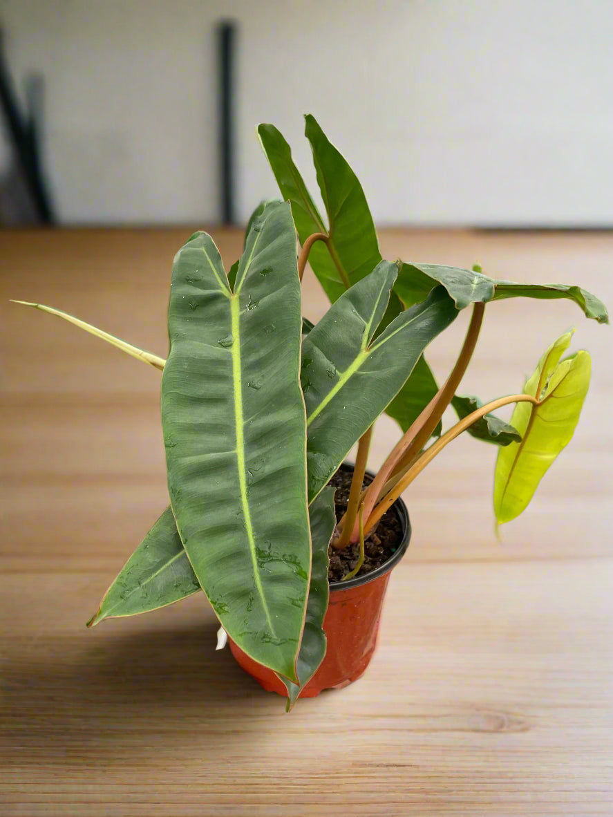 Philodendron 'Billietiae'