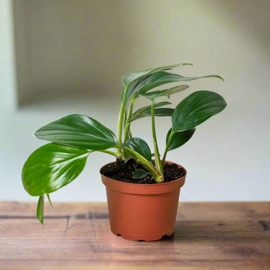 Philodendron 'Dragon Tail'