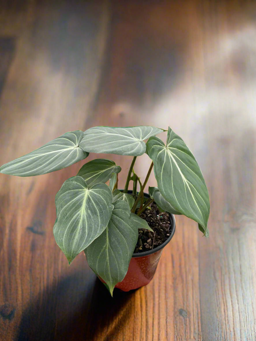 Philodendron Gloriosum