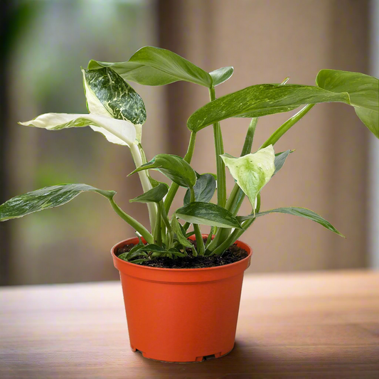 Philodendron Jose Bueno