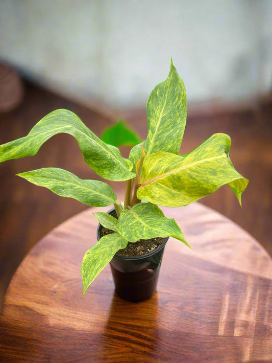 Philodendron 'Orange Marmalade'