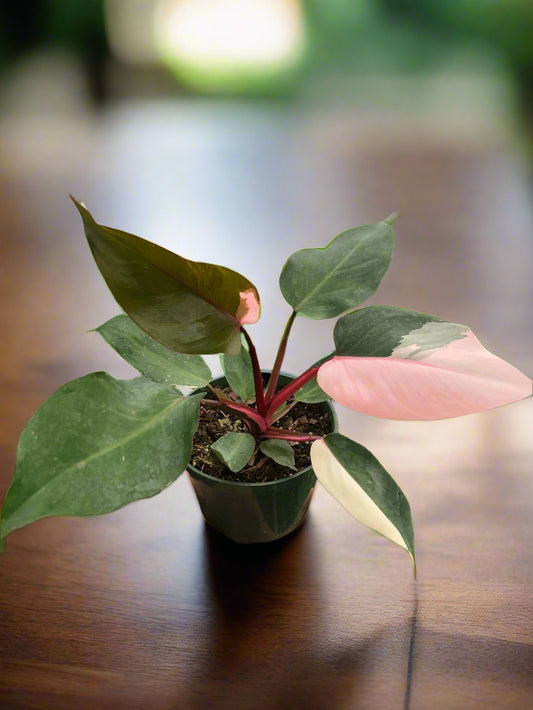 Philodendron 'Pink Princess'