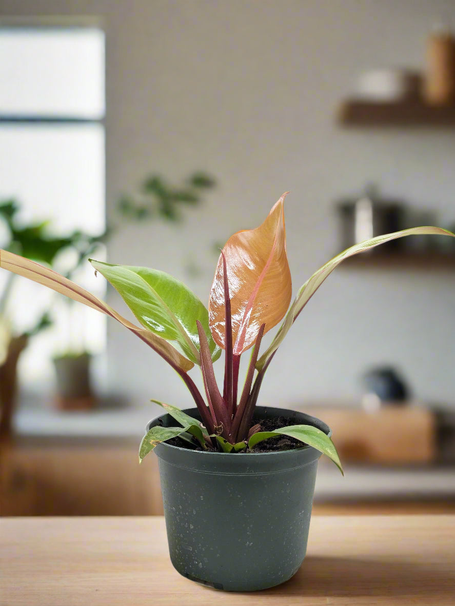 Philodendron 'Prince of Orange'