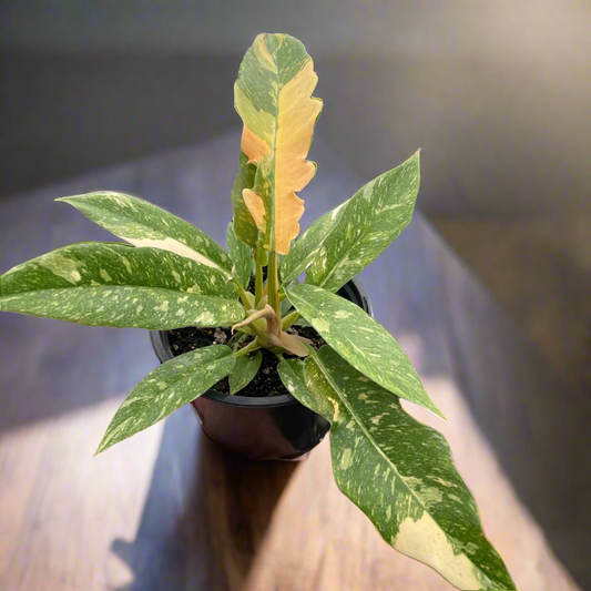 Philodendron Ring of Fire Variegated