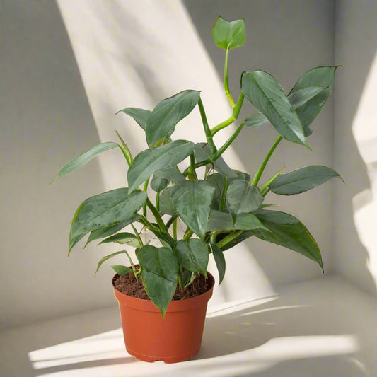 Philodendron 'Silver Sword'