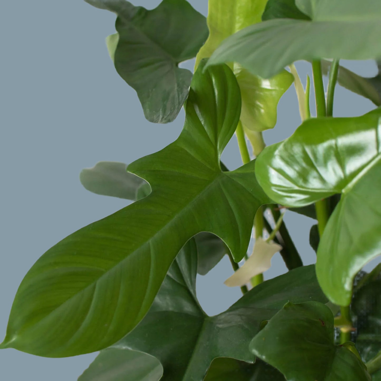 Philodendron 'Silver Sword'