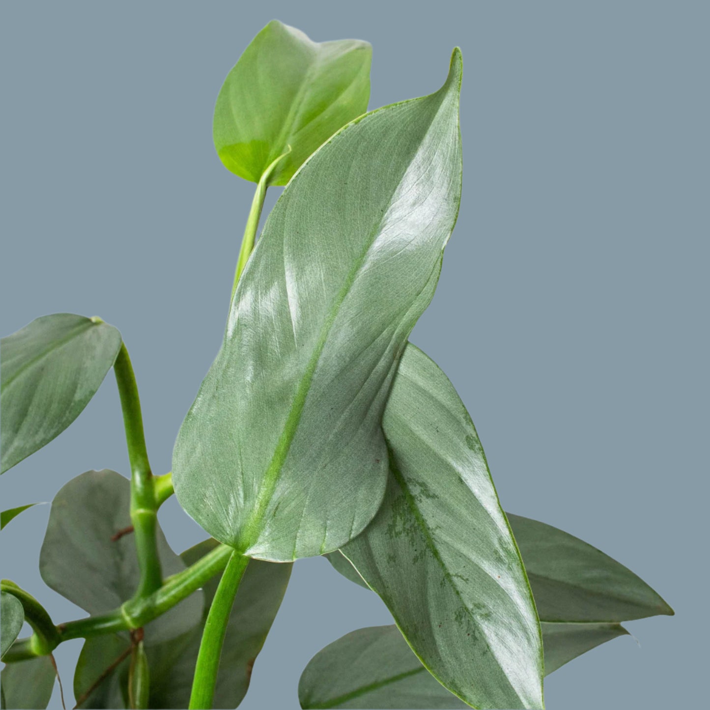 Philodendron 'Silver Sword'