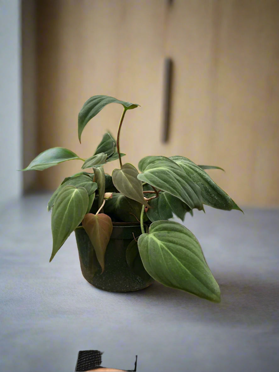Philodendron 'Velvet'