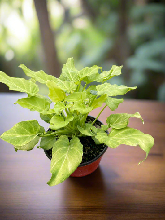 Philodendron 'Xanadu' Variegated