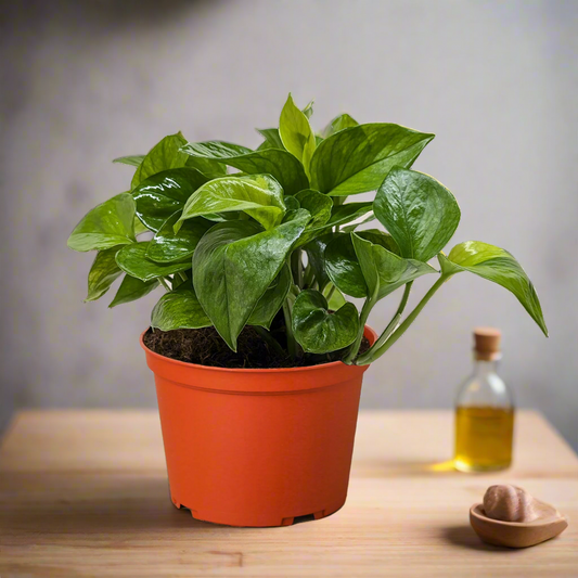 Pothos 'Lemon Top'