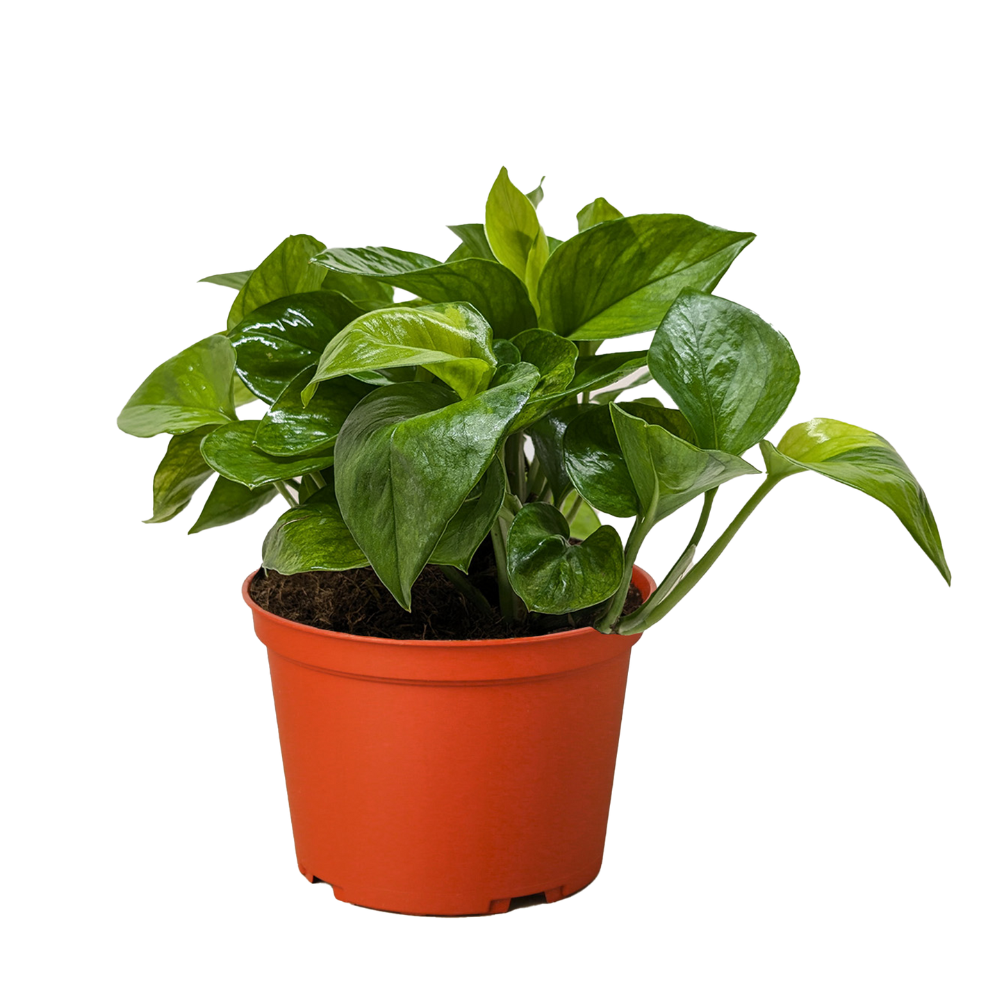 Pothos 'Lemon Top'