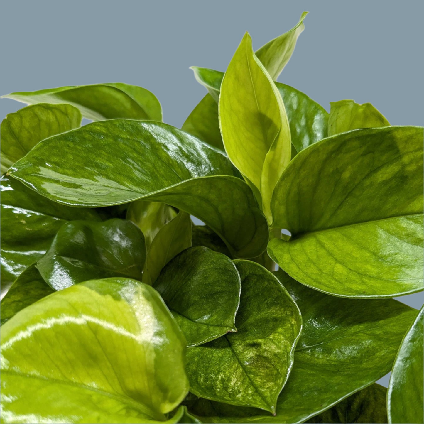 Pothos 'Lemon Top'