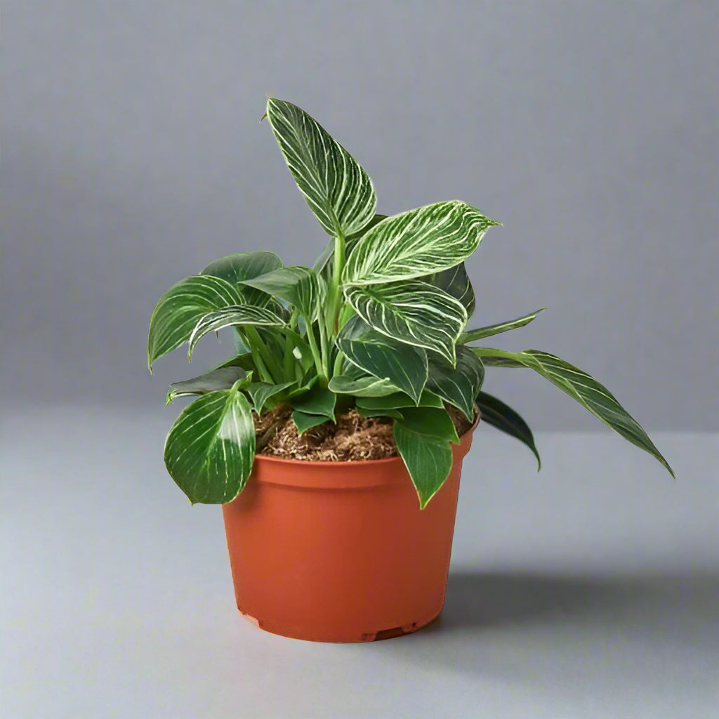 Philodendron 'Birkin'