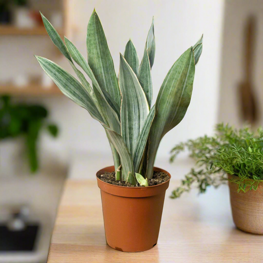 Snake Plant 'Sayuri'