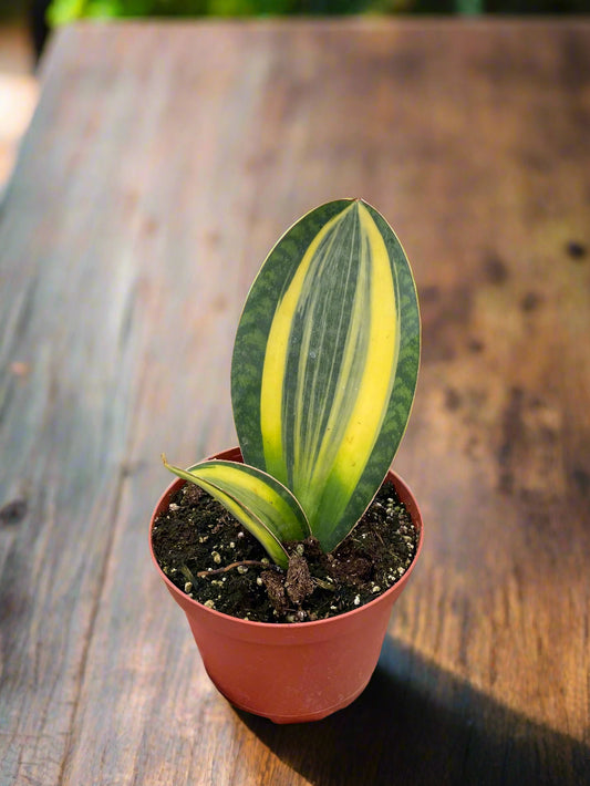 Variegated Shark Fin Snake Plant