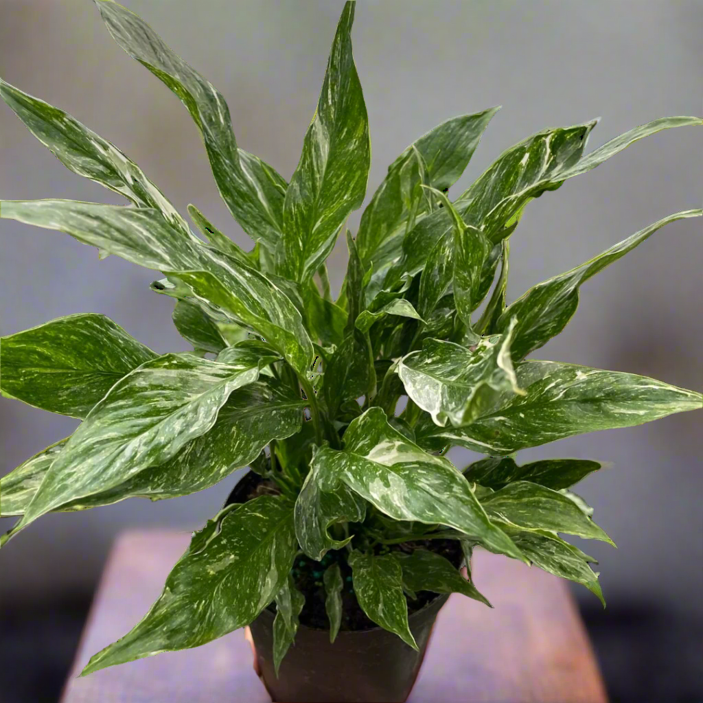 Variegated Spathiphyllum 'Domino'