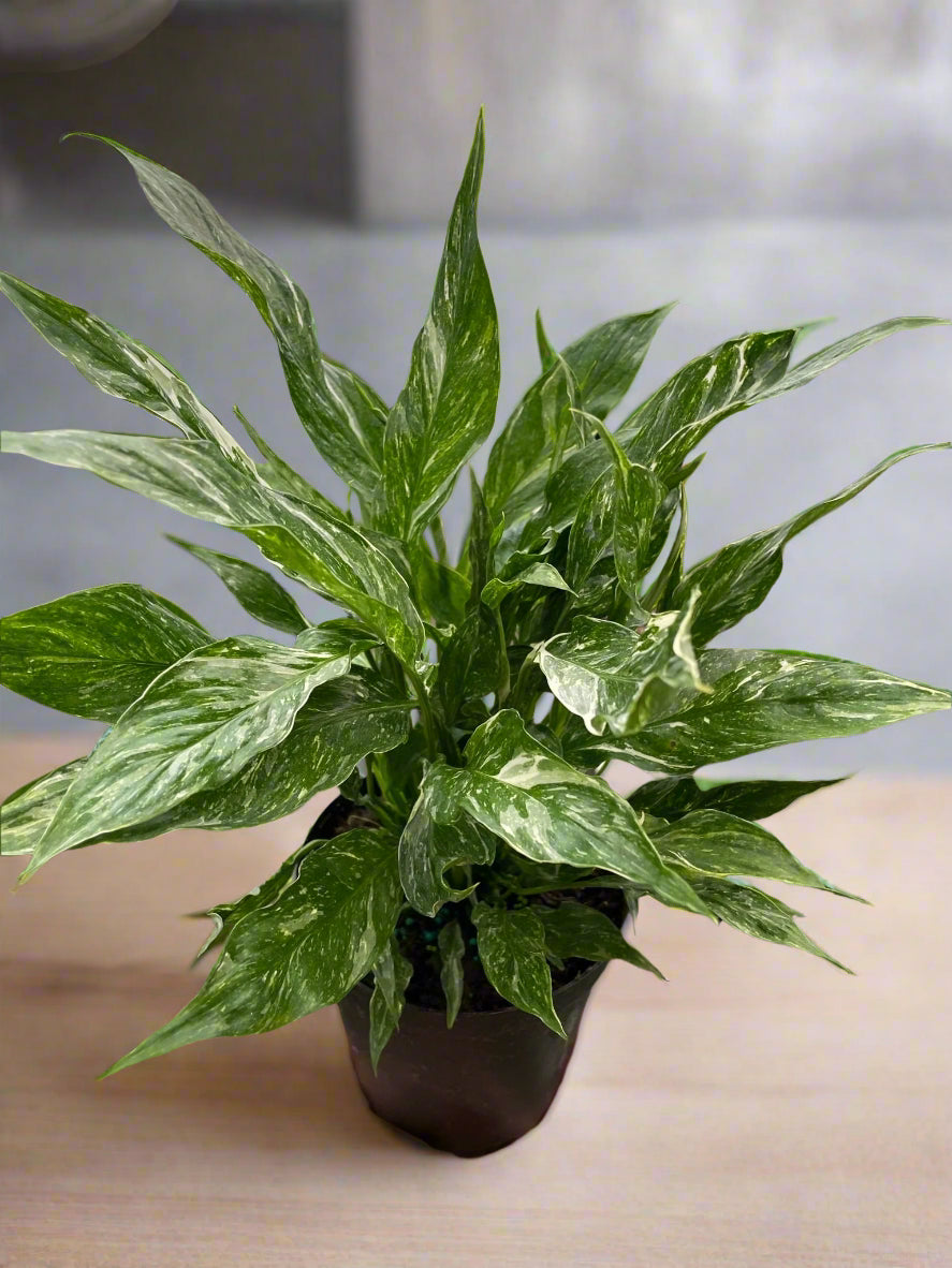 Variegated Spathiphyllum 'Domino'